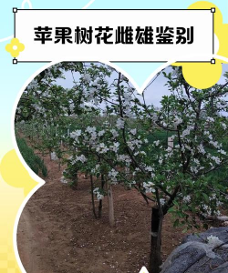 桑椹树病虫防治方法，常见问题解析，实用应对技巧