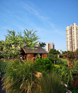 桑椹树病虫防治方法，常见问题解析，实用应对技巧