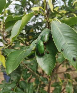 沉香树病虫防治,识别常见病害,掌握有效方法 沉香树病虫防治,识别常见病害,掌握有效方法