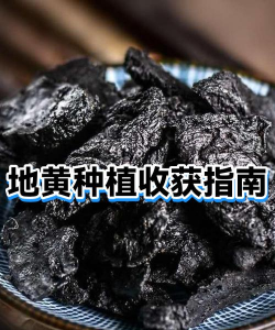 地黄的栽培,选对土壤,掌握关键步骤 地黄的栽培,选对土壤,掌握关键步骤