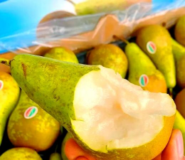 草果栽培，掌握关键技巧，实现高产稳收