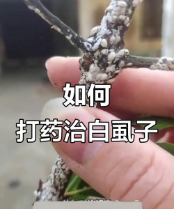 草果栽培，掌握关键技巧，实现高产稳收