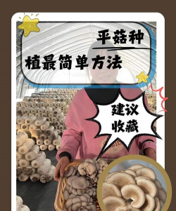 草果栽培，掌握关键技巧，实现高产稳收