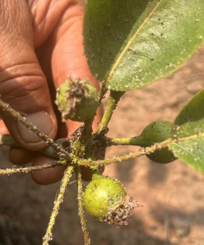 梨木树怎么防治,常见虫害识别,有效治理方法 梨木树怎么防治,常见虫害识别,有效治理方法