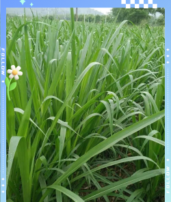 皇竹草栽培技术,掌握关键步骤,轻松实现高产 皇竹草栽培技术,掌握关键步骤,轻松实现高产