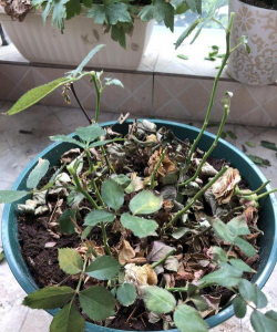 月季花怎么养兔子,常见误区解析,实用方法分享 月季花怎么养兔子,常见误区解析,实用方法分享