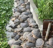 甜玉米栽培技术要点，选种育苗，田间管理