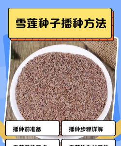 甜玉米栽培技术要点，选种育苗，田间管理