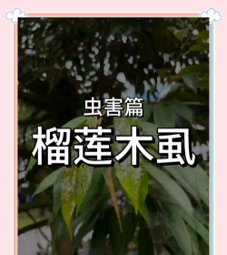 甜玉米栽培技术要点，选种育苗，田间管理