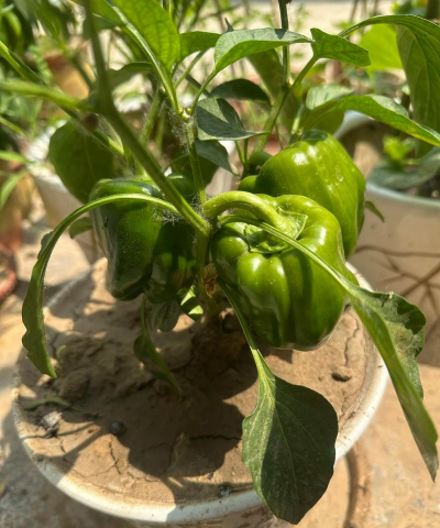 甜玉米栽培技术要点，选种育苗，田间管理