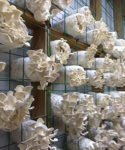 甜玉米栽培技术要点，选种育苗，田间管理