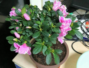 甜玉米栽培技术要点，选种育苗，田间管理