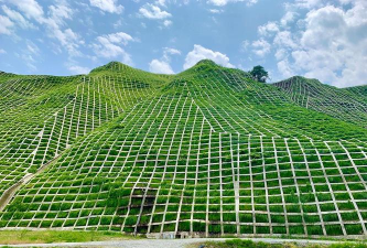 甜玉米栽培技术要点，选种育苗，田间管理