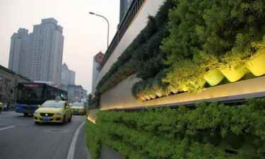 草果栽培，掌握关键技巧，实现高产稳收