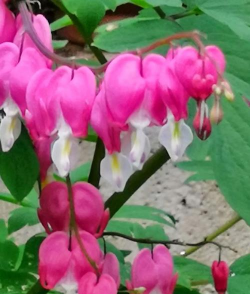 草果栽培，掌握关键技巧，实现高产稳收