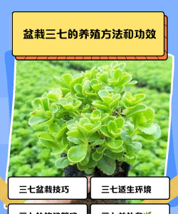 草果栽培，掌握关键技巧，实现高产稳收