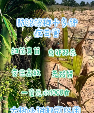 草果栽培，掌握关键技巧，实现高产稳收