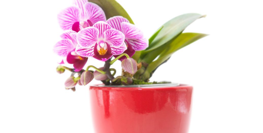 风铃花怎么养兔子，常见问题解答，新手避坑指南