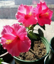 扶桑花怎么养兔子，常见误区解析，实用饲养指南