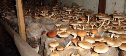 茶树菇的栽培，掌握关键步骤，轻松收获美味