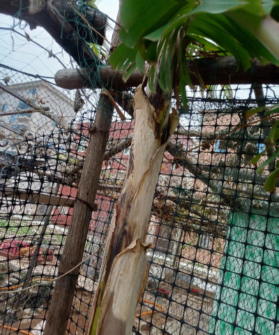 狗儿树防治，常见问题，实用方法