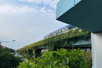 草果栽培，掌握关键技巧，实现高产稳收