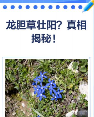 龙胆草栽培技术,选对方法,轻松上手 龙胆草栽培技术,选对方法,轻松上手