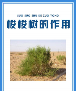 梭梭树防治方法,常见问题解析,实用操作指南 梭梭树防治方法,常见问题解析,实用操作指南