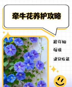 草果栽培，掌握关键技巧，实现高产稳收