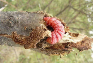 甜玉米栽培技术要点，选种育苗，田间管理
