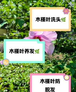 木槿花怎么养头发,天然护发秘诀,简单实用方法 木槿花怎么养头发,天然护发秘诀,简单实用方法