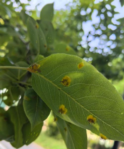 树虫眼怎么防治,找准原因,用对方法 树虫眼怎么防治,找准原因,用对方法