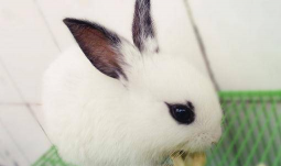 海棠花怎么养兔子,常见疑问,解决方向 海棠花怎么养兔子,常见疑问,解决方向