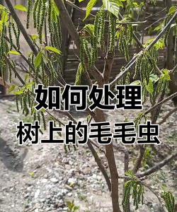 树毛子防治方法,识别常见虫害,掌握有效技巧 树毛子防治方法,识别常见虫害,掌握有效技巧