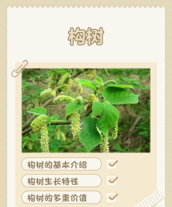 构树病害防治,识别常见问题,掌握有效方法 构树病害防治,识别常见问题,掌握有效方法