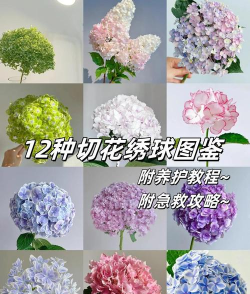 桑椹树病虫防治方法，常见问题解析，实用应对技巧