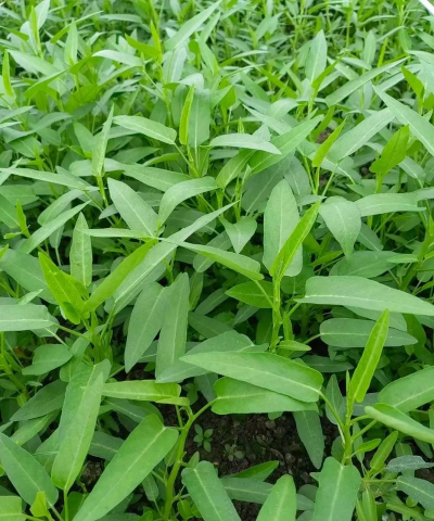 桑椹树病虫防治方法，常见问题解析，实用应对技巧