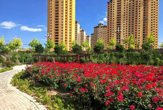 桑椹树病虫防治方法，常见问题解析，实用应对技巧