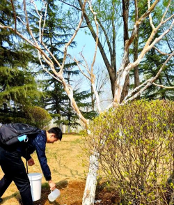 桑椹树病虫防治方法，常见问题解析，实用应对技巧