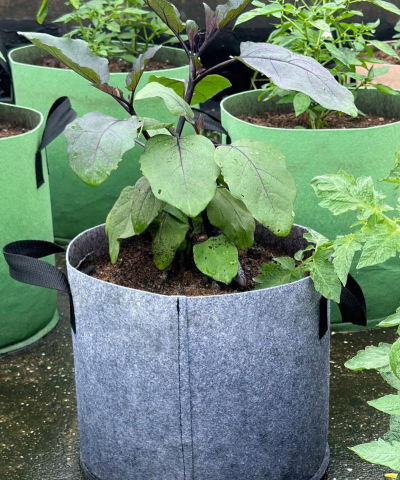 桑椹树病虫防治方法，常见问题解析，实用应对技巧