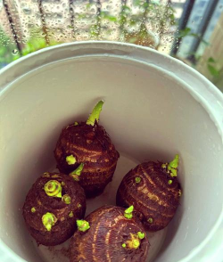 桑椹树病虫防治方法，常见问题解析，实用应对技巧