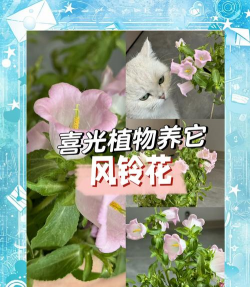 桑椹树病虫防治方法，常见问题解析，实用应对技巧