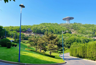 桑椹树病虫防治方法，常见问题解析，实用应对技巧