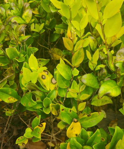 桑椹树病虫防治方法，常见问题解析，实用应对技巧