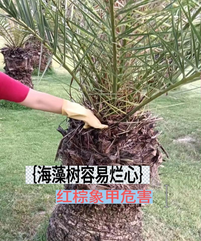 桑椹树病虫防治方法，常见问题解析，实用应对技巧