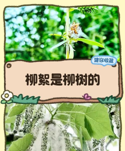 桑椹树病虫防治方法，常见问题解析，实用应对技巧