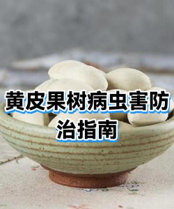 桑椹树病虫防治方法，常见问题解析，实用应对技巧