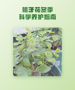 桑椹树病虫防治方法，常见问题解析，实用应对技巧