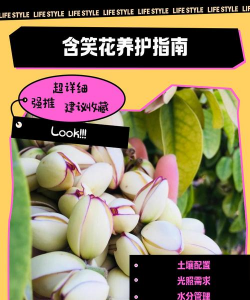 桑椹树病虫防治方法，常见问题解析，实用应对技巧