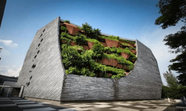 桑椹树病虫防治方法，常见问题解析，实用应对技巧